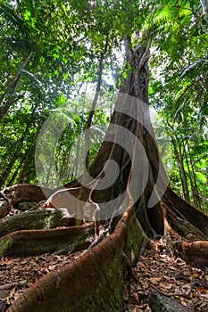 Huge fig tree roots in a rainforest.