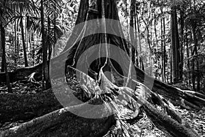 Huge fig tree roots in a rainforest.
