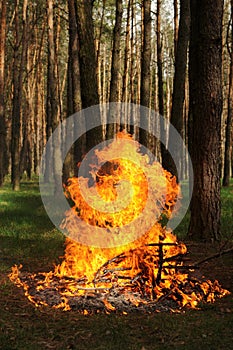 Huge fire in a forest made by someone. Big flame for picnic time in spring