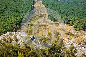 Huge firebreak and pine tree forest