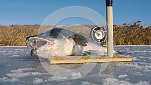 The huge fish and tackle on ice. Big zander.