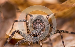 Huge fishing spider in fallen leaves in Governor Knowles State Forest photo