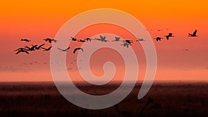 A huge flock of birds. Common Crane Grus grus. Hortobagy National Park. Hungary