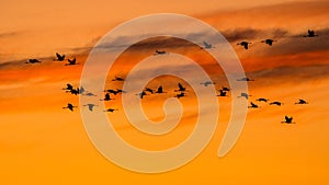 A huge flock of birds. Common Crane Grus grus. Hortobagy National Park. Hungary