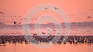 A huge flock of birds. Common Crane Grus grus. Hortobagy National Park. Hungary