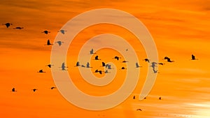 A huge flock of birds. Common Crane Grus grus. Hortobagy National Park. Hungary