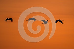 A huge flock of birds. Common Crane Grus grus. Hortobagy National Park. Hungary