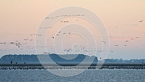 A huge flock of birds. Common Crane Grus grus. Hortobagy National Park. Hungary