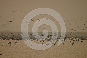 A huge flock of birds. Common Crane Grus grus. Hortobagy National Park. Hungary