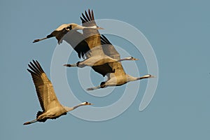 A huge flock of birds. Common Crane Grus grus. Hortobagy National Park. Hungary