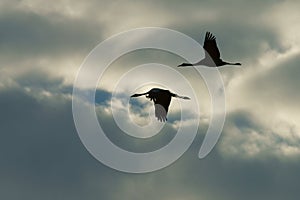 A huge flock of birds. Common Crane Grus grus. Hortobagy National Park. Hungary