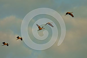 A huge flock of birds. Common Crane Grus grus. Hortobagy National Park. Hungary