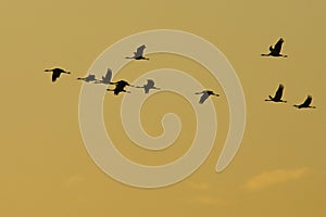 A huge flock of birds. Common Crane Grus grus. Hortobagy National Park. Hungary