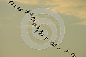 A huge flock of birds. Common Crane Grus grus. Hortobagy National Park. Hungary