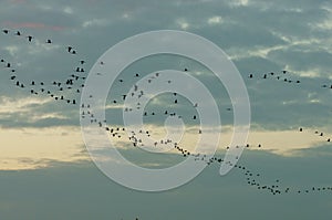 A huge flock of birds. Common Crane Grus grus. Hortobagy National Park. Hungary