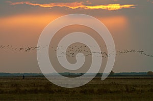 A huge flock of birds. Common Crane Grus grus. Hortobagy National Park. Hungary