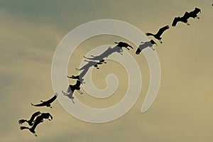 A huge flock of birds. Common Crane Grus grus. Hortobagy National Park. Hungary