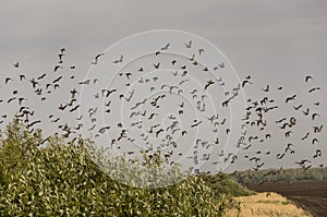 Huge flock of birds are flying in the blue sky over black and yellow field with green trees