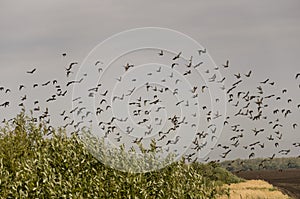 Huge flock of birds are flying in the blue sky over black and yellow field with green trees