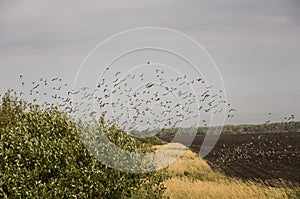 Huge flock of birds are flying in the blue sky over black and yellow field with green trees