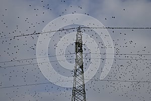 A huge flock of birds posing over a trellis