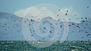 huge flock of cormorants boobies and other seabirds Feeding Frenzy