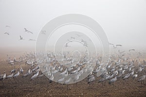 Huge flock of cranes