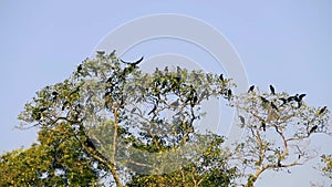 Huge flock of crows perched on top of tree