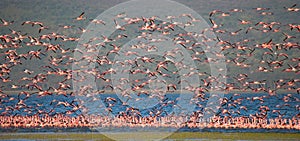 Huge flock of flamingos taking off. Kenya. Africa. Nakuru National Park. Lake Bogoria National Reserve.