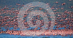 Huge flock of flamingos taking off. Kenya. Africa. Nakuru National Park. Lake Bogoria National Reserve.