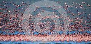 Huge flock of flamingos taking off. Kenya. Africa. Nakuru National Park. Lake Bogoria National Reserve.