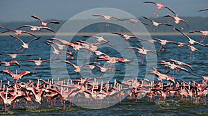 Huge flock of flamingos taking off. Kenya. Africa. Nakuru National Park. Lake Bogoria National Reserve.