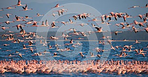 Huge flock of flamingos taking off. Kenya. Africa. Nakuru National Park. Lake Bogoria National Reserve.