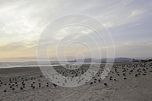 A huge flock of flying seagulls at Costa da Caparica in Lisbon city center. Seagulls and pigeons relaxing along the beach during photo