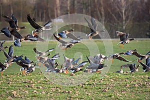 Bird migration. A flock of greater white-fronted geese Anser albifrons flying off the meadow, bird watching photo