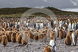 Huge flock of oakum boys and King Penguins at Salisbury Plains in South Georgia