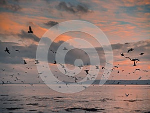 Huge flock of seagull flying low over the ocean looking for fresh mackerel fish pack at beautiful sunset over Galway bay, Ireland