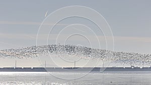 Huge flock of snow geese