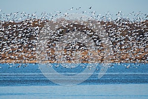 Huge flock of Snow Geese gathered on the blue water of a lake