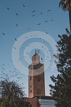 Huge flock of storks flying around the minaret of the Koutoubia mosque in the medina of Marrakech, Morocco. Captured