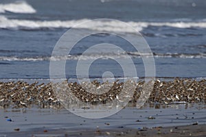Huge flock of waders observed at Akshi Beach in Alibag, Maharashtra, India photo