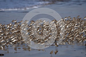 Huge flock of waders observed at Akshi Beach in Alibag, Maharashtra, India photo