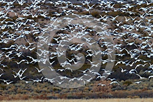 Huge flock of white snow geese take flight in Bosque del Apache photo