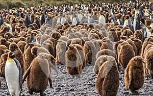 Huge Flock of young and adult King Penguins on South Georgia Islands