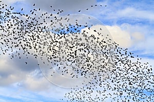 Huge flocks of starlings in the sky with clouds