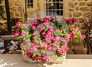 The huge flower of the balsamin Waller as an interior decoration in flower pots.