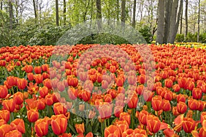 A huge flower bed full of thousands of red tulips in a park in Lisse, Netherlands