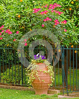 Huge flower pot in mediterranen garden, with violet pansies, red roses and orange fruit trees