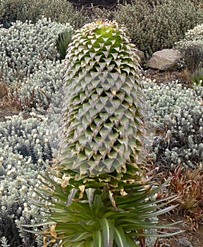 Huge flowers of giant lobelia plant on Mount Kilimanjaro in Tanzania, Africa