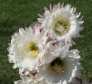 Huge flowers on Trichocereus cactus